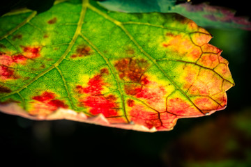 feuille de vigne automnale