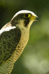 primer plano de halcon peregrino