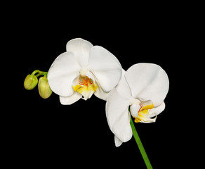 Beautiful white orchids isolated on a black background
