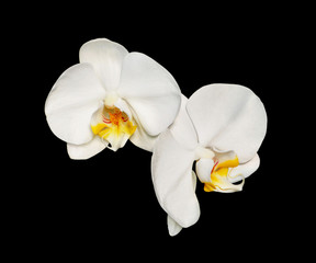 Naklejka na ściany i meble Beautiful white orchid isolated on a black background