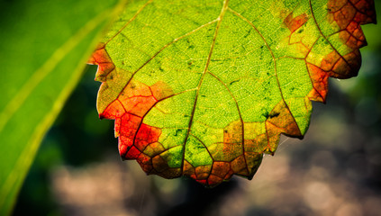 feuille de vigne automnale