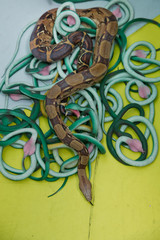 Green feather snakes. A snake with a gray spit . artificial and real snakes on a yellow background .
