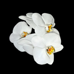 Naklejka na ściany i meble Beautiful white orchid isolated on a black background