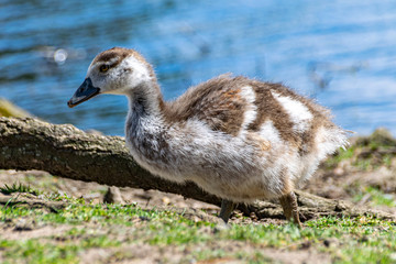 Young Egyptian Geese (alopochen aegyptiaca)