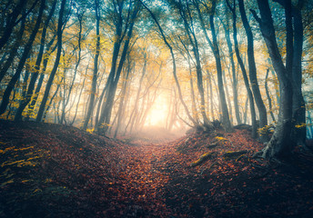 Path in beautiful forest in fog at sunrise in autumn. Colorful landscape with enchanted trees with...