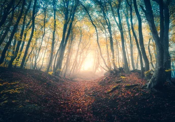 Fotobehang Path in beautiful forest in fog at sunrise in autumn. Colorful landscape with enchanted trees with orange and red leaves. Scenery with trail in dreamy foggy forest. Fall colors in october. Nature © den-belitsky