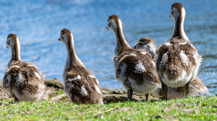 Young Egyptian Geese (alopochen aegyptiaca)