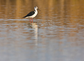 black-winged stilt (Himantopus himantopus)