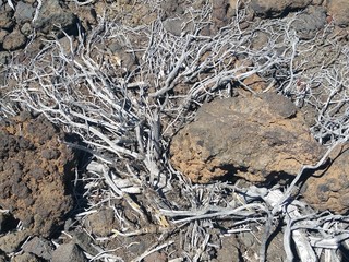 in der Wüste Teneriffas