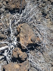 in der Wüste Teneriffas