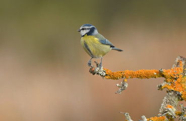 Herrerillo en posaderos naturales