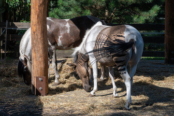 Zebrapferd