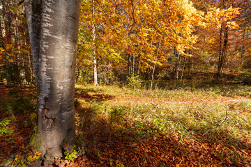 Wald im Herbst mit bunten Blättern