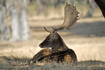 Gamo descansando