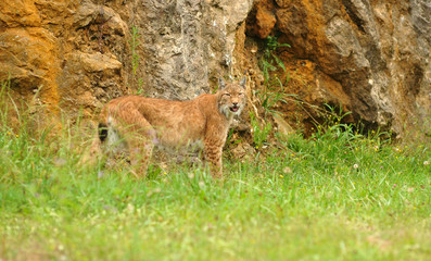 Lince europeo