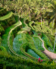 Rice Terrace
