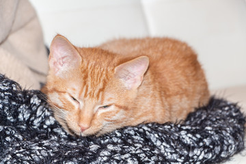 Red kitten lying on a couch