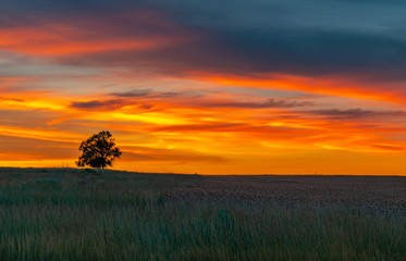 A Beautiful Sunset and Lone Tree in an Agriculture Field