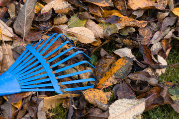 Fall leaves with rake