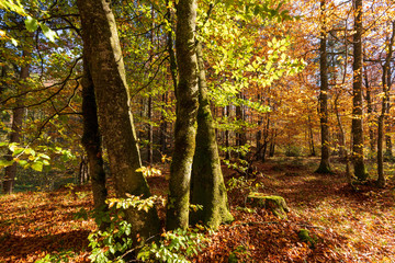 Baumgruppe im Wald