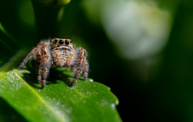 An Adorable Tan Jumping Spider Close Up