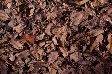 Texture background, very beautiful close up nature autumn dry brown leaves, top view