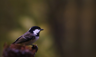 Coal Tit in deep shadow and in the sun light on a dark blurred background