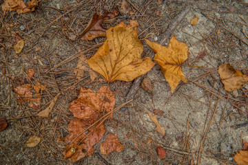 Leaf litter on sand