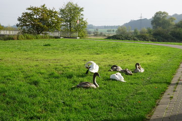 Schwanenfamilie im Oktober 2019