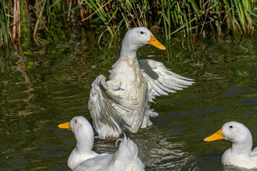 Heavy white American Pekin Ducks also known as Long Island or Aylesbury ducks