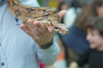 Fototapeta premium Man holds snake boa in his hands. Dangerous profession . Great Basin Gopher Snake Pituophis catenifer deserticola with his tongue hanging out in the hands of . holding the snake in his hand .