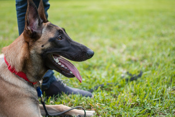 Profile of a dog breed Belgian Shepherd Malinois sitting on the grass in the park.