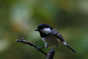 Obraz premium On a branched twig, on a blurred dark green background sits a Coal Tit