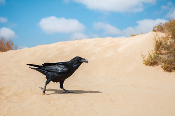 Crow with a beautiful shiny black plumage walking through the sand.