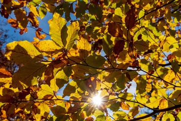 Sonne die durch den Herbstwald scheint