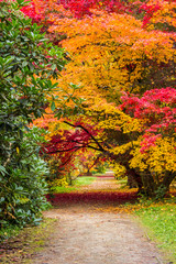 Obrazy na Szkle  aleja w parku z kolorowymi liśćmi