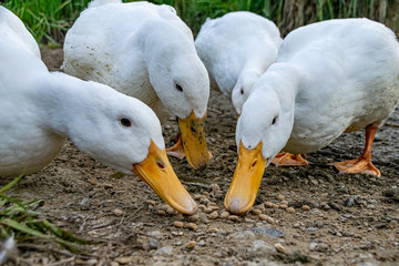 Portrait of white pekin ducks searching for food