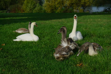 Schwanenfamilie im Oktober 2019