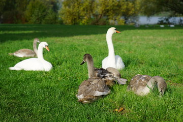 Schwanenfamilie im Oktober 2019