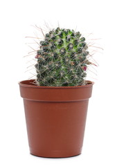 Cactus in pot isolated on white background