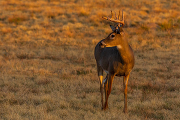 A Beautiful White-tailed Deer Buck in the Morning Sun on the Plains of Colorado