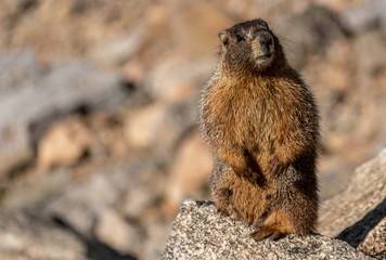 Naklejka na ściany i meble Curious Yellow Bellied Marmot in the Mountains of Colorado