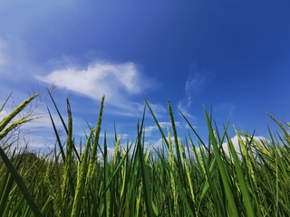 Obraz premium green grass rice plant and sky