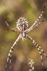 Argiope lobata Lobed Argiope large spider seen from its bottom while waiting in the spider web for a prey