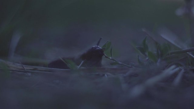 Limace mange de l'herbe la nuit.