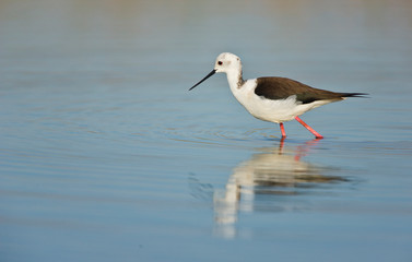 Black-winged stilt (Himantopus himantopus)