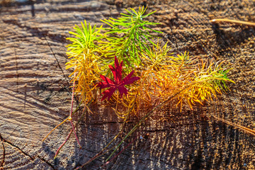 Autumn leaves of wild peony.  Close-up.