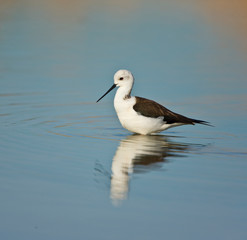 Black-winged stilt (Himantopus himantopus)