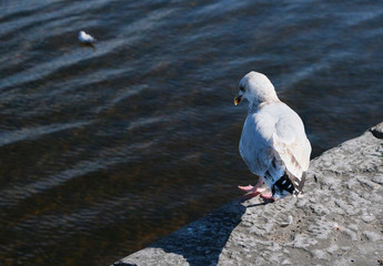 One seagull sitting on a stone wall, looking at the water