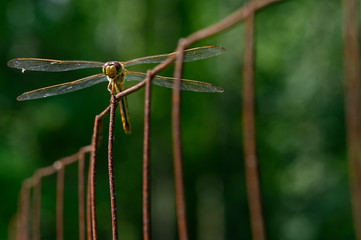 dragonfly on wire fence 